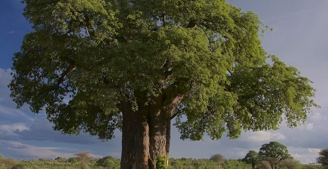Baobab - Afrique