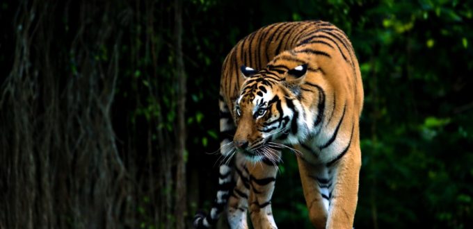 Dupleix et l’Empire français des Indes (1715-1754)